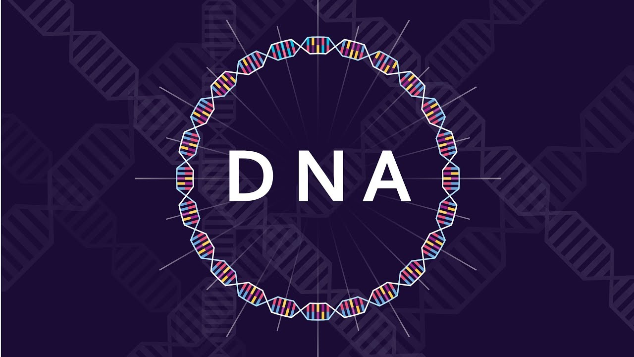 What is DNA and How Does it Work - Basics of DNA