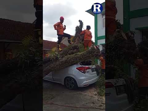 Pohon Tumbang Timpa Mobil 