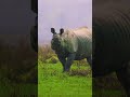 This Tune These Clips Comment Below Wildlife Nikon Nature