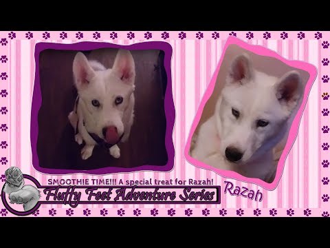 Razah: Smoothie Time!!! A Special Treat for Razah!