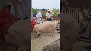 Pig Butchery Process 🐷 Fast &amp; Clean Knife Work. ep60 #Cooking #shorts @FoodisFoodie