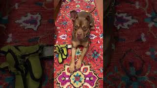 Video preview image #1 American Staffordshire Terrier-French Bulldog Mix Puppy For Sale in Arlington, VA, USA