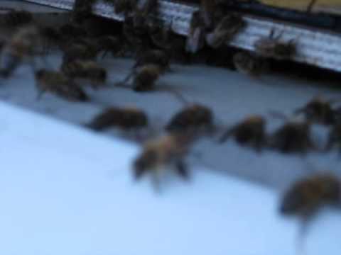 Ljunghonungen fläktas