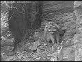 02 04 2022 Raccoons Mating On Traditional Nest Place Eagle Owls Ahrtal Germany