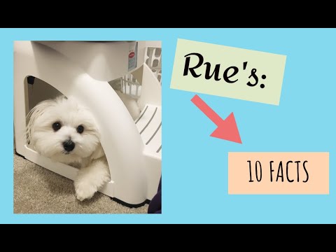 10 Facts About Rue The Maltese