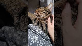 お布団が気に入ってしまった猫様
