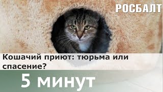 Животные в приютах: как они выживают и как им можно помочь