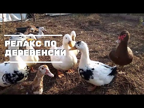 Осенние работы в огороде. Релакс по деревенски. Жизнь в деревне.