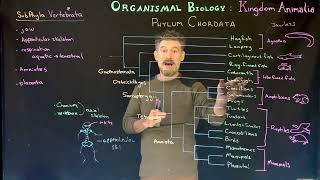 Subphylum  Vertebrata Overview