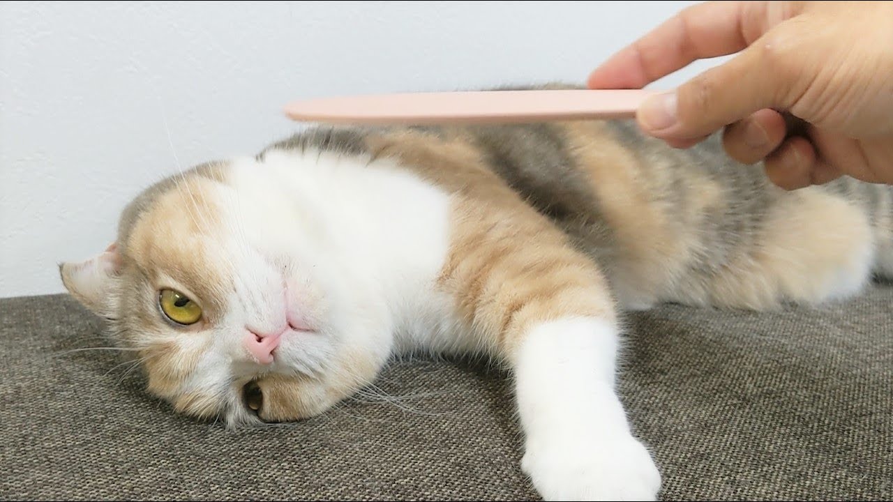 【このあと…】めちゃくちゃねこじゃすりで…