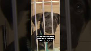 Controversial new law allows sale of puppies in Indiana pet stores