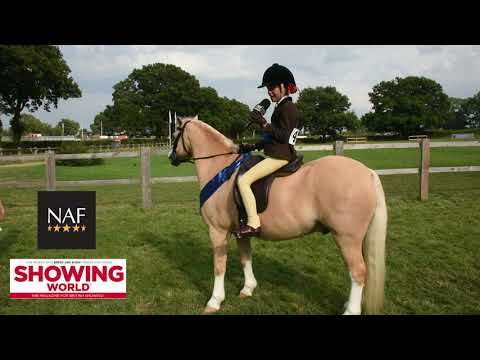 Class 188 BSPS Heritage M&M Reserve Supreme Mini Champion   Blisland Echo