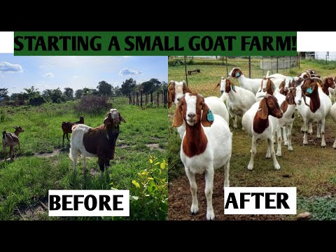 , title : 'Goat Rearing In AFRICA! She Started With Only 3 GOATS! /Successful Farmer.'