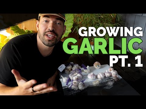 Can You Grow Hydroponic Onions