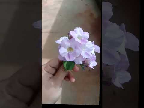 beutifull flower