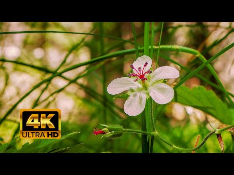 Breathtaking Colors of Flowers 🌺🌼🌹 Beautiful Wild Flowers and bird sounds ♪ 🦜4K
