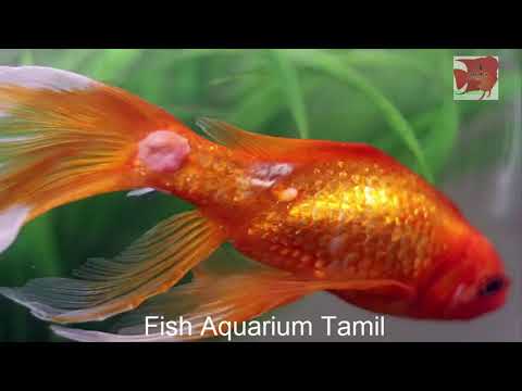, title : 'Fungal , Bacterial , parasites disease solutions in tamil / tips , medicine / Fish Aquarium Tamil'