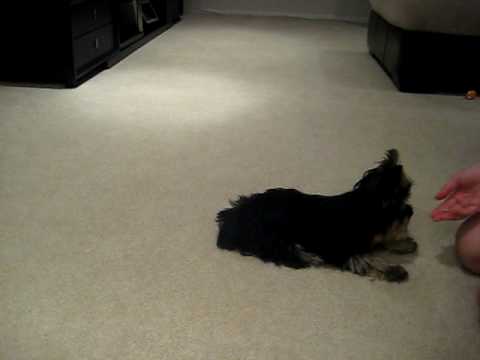 2008 09 27 Charlie Tricks 1