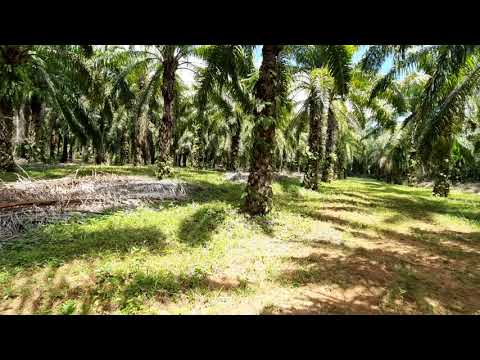 Large Land Plot  in Quiet Nong Thaley Area for Sale with Palm Tree Plantation
