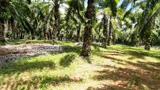 Large Land Plot in Quiet Nong Thaley Area for Sale with Palm Tree Plantation