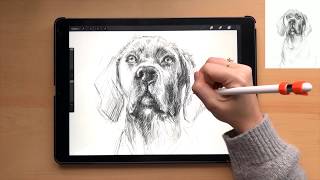How to Draw a Dog in Procreate