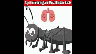 Top 5 Interesting and Most Random Facts | by NK Interesting Facts |#shorts#facts#randomfacts#random