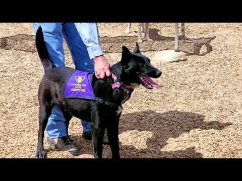 Julie, an adopted Labrador Retriever & Border Collie Mix in Jemez Springs, NM_image-1