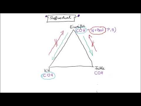 Metabolism simply explained Part 1