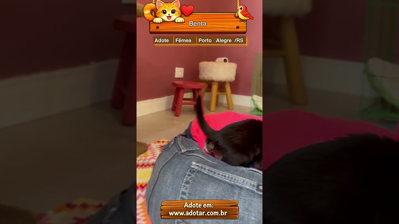 Gato raça SRD-ViraLata idade Abaixo de 2 meses nome Benta