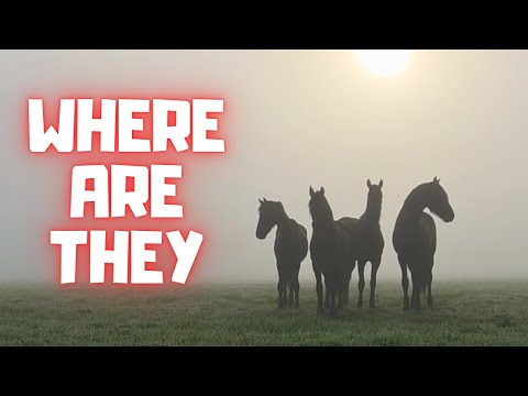 Where are they? Can’t find the horses??? | Where are we moving the sheep to? | Friesian Horses