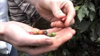 preview picture of video 'Coffee farm in Honduras'