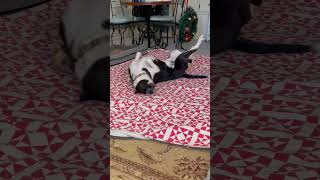 Video preview image #1 Mutt Puppy For Sale in Virginia Beach, VA, USA