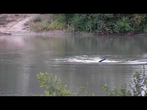 Djuma: Hippo-self taught tricks 101 - 16:48 - 04/16/20