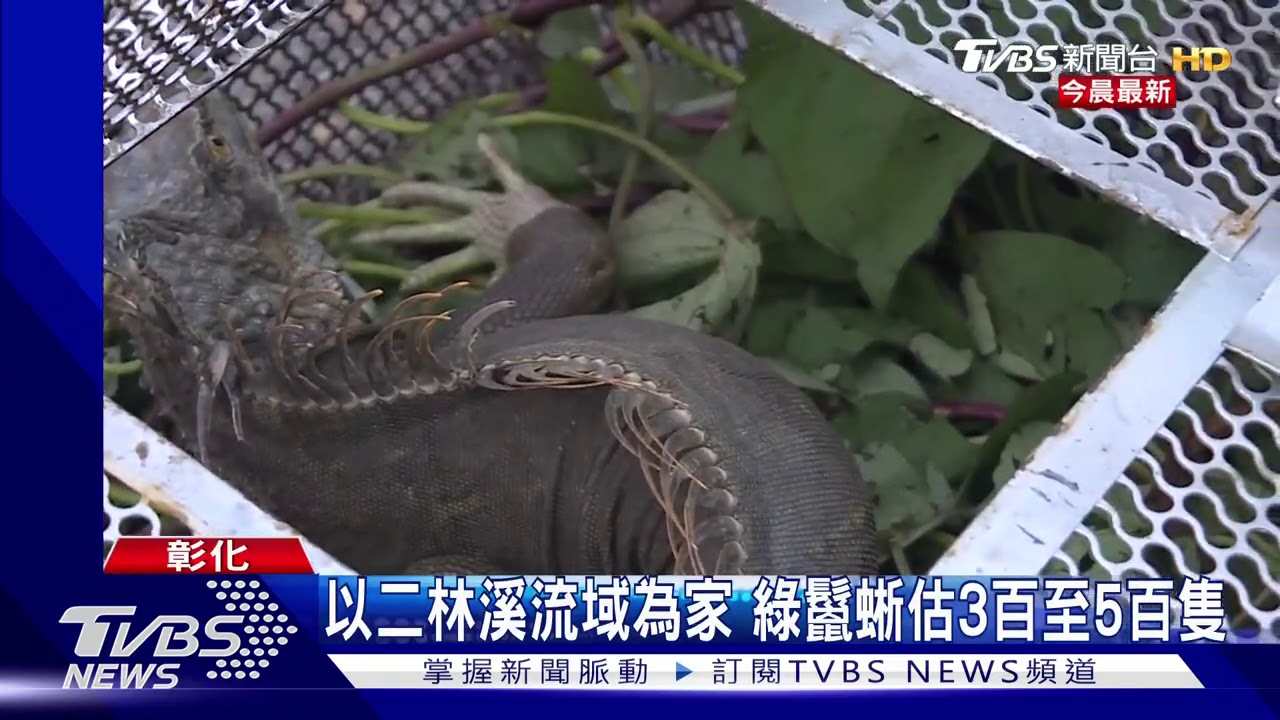2米巨型「綠鬣蜥」出沒 彰化農民驚拍照