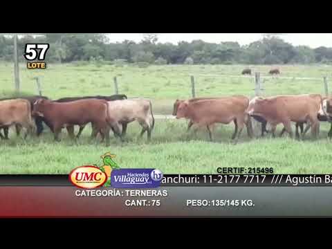 Lote 75 Terneras en Clorinda, Formosa