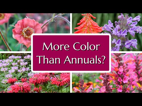 , title : '10 Perennials to Rival Annuals - Blooms All Summer'