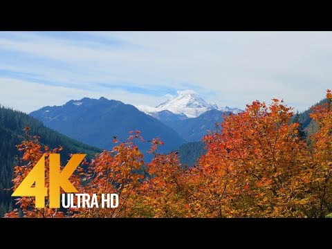 Autumn Colors in Washington State - 4K Nature Relax Autumn Video - 4 HRS