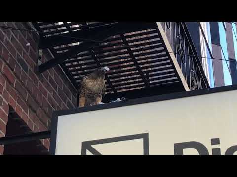 It’s a bird eat bird world