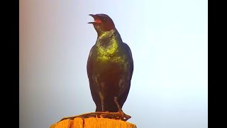 Burchell's Starling. Explore.org 19 April 2024