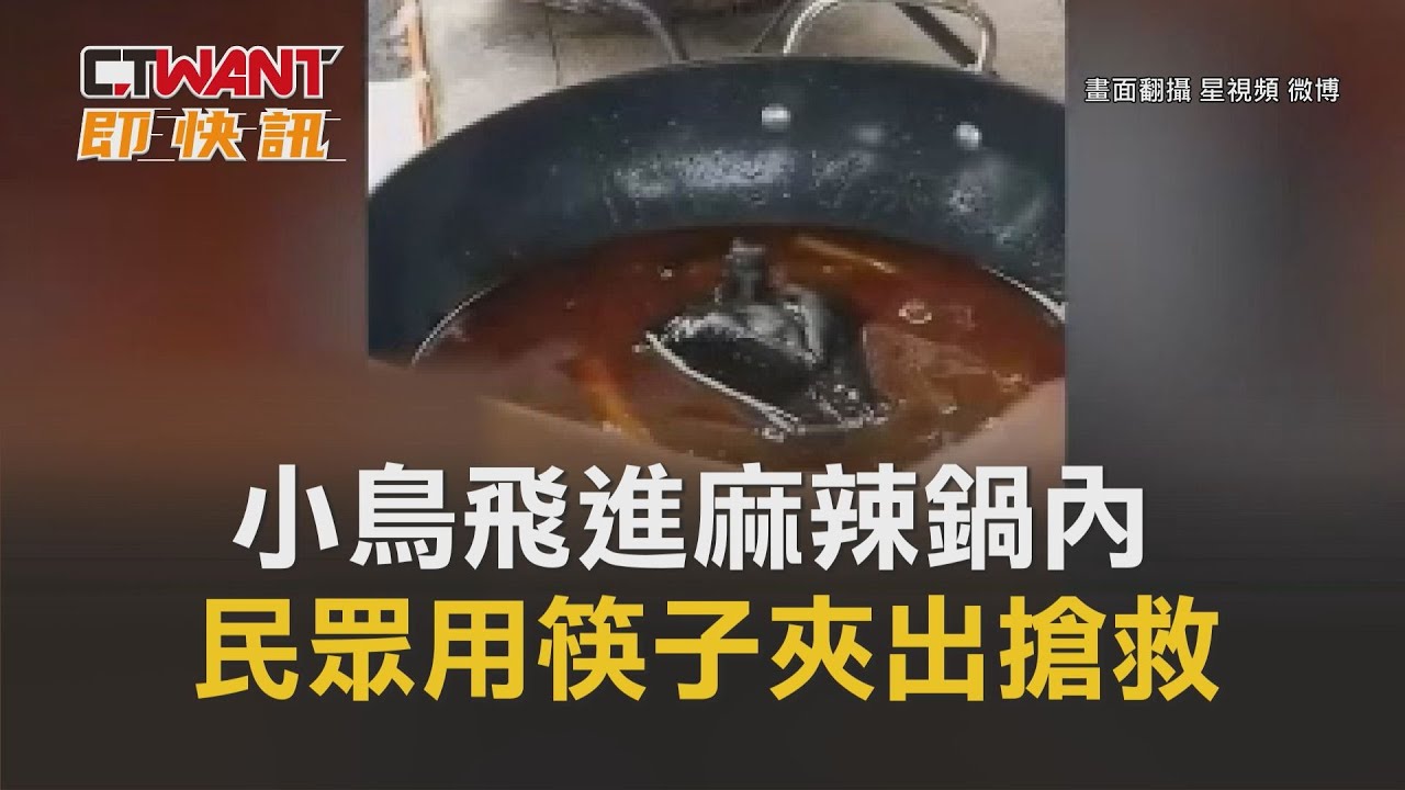 圖說-小鳥飛進麻辣鍋內　民眾用筷子夾出搶救