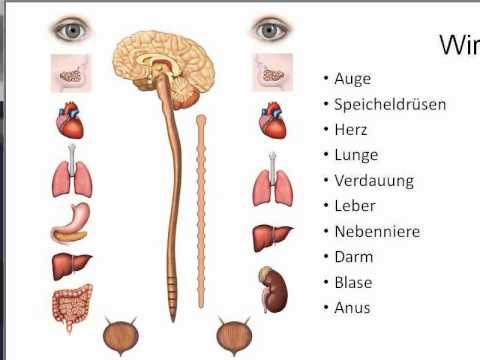Blutdruck-Messeinrichtung die Körpertemperatur Puls Beet Infusion für Hypertension
