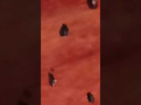 Juicy Watermelon #watermelon #fruit