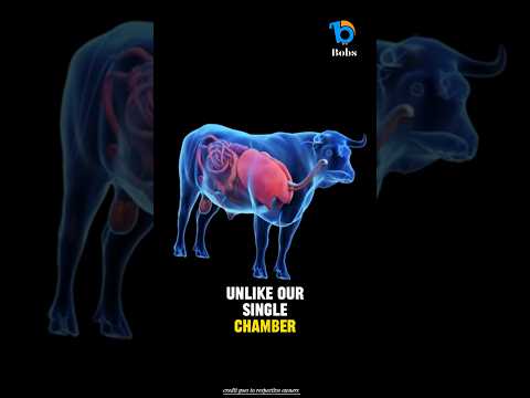 How cows turn grass into milk.