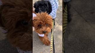 フリーダムいいちこ #トイプードル #犬のいる暮らし #散歩 #いいちこ #おもしろ動画