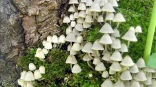 Cajun Mix Ry Cooder and the Balfa Brothers  with Dutch Swamps