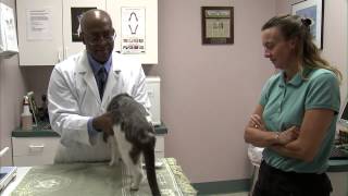 preview picture of video 'Brookhaven Cat Hospital - Short | East Setauket, NY'