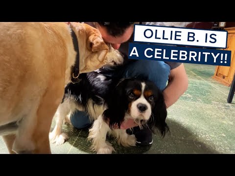 Ollie B. Meets His Fans: WAG-60