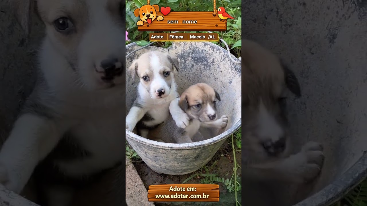 Cachorro raça SRD-ViraLata idade Abaixo de 2 meses nome sem nome