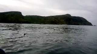 preview picture of video 'Basking Shark Culdaff, Inishowen, Donegal'