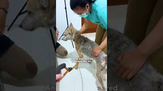 This Dog Spent Years Locked Away And Still Loves Everyone | The Dodo